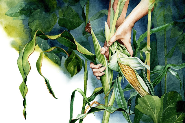 Majs – så odlar vi den steg för steg