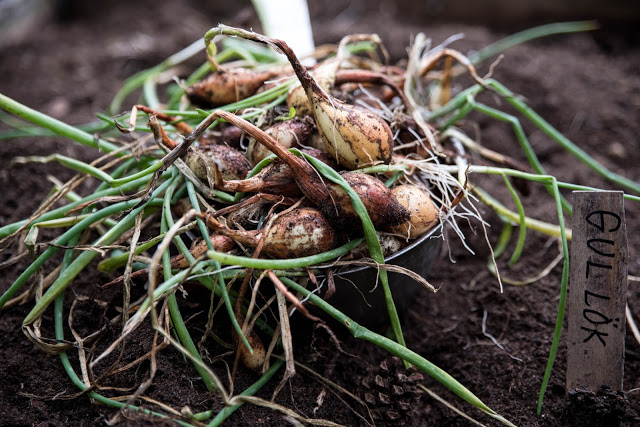 När ska man skörda löken?