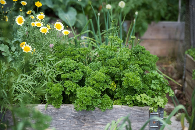 Odla trots vattenbrist