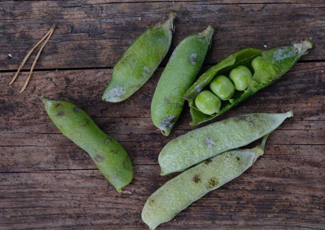 Skörda ärtor för att äta eller spara