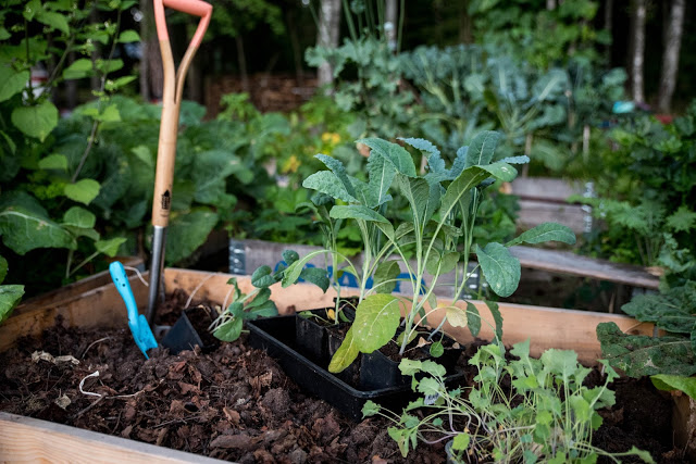 Sommarsådd – så nu och skörda under sensommar och höst.