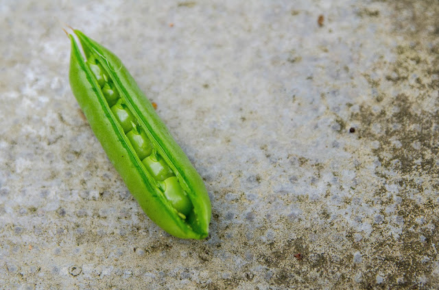 Vad är skillnaden på sockerärt, sugar snaps och märgärt?