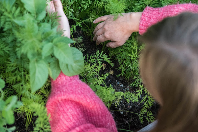 Sen gallring av morötter och tidig skörd