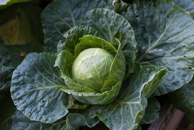 Så skördar du huvudkål