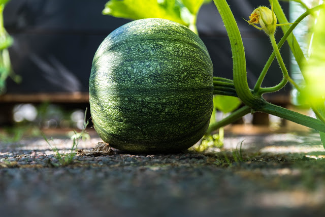 Poddavsnitt om melonodling, bladlöss och kompostering