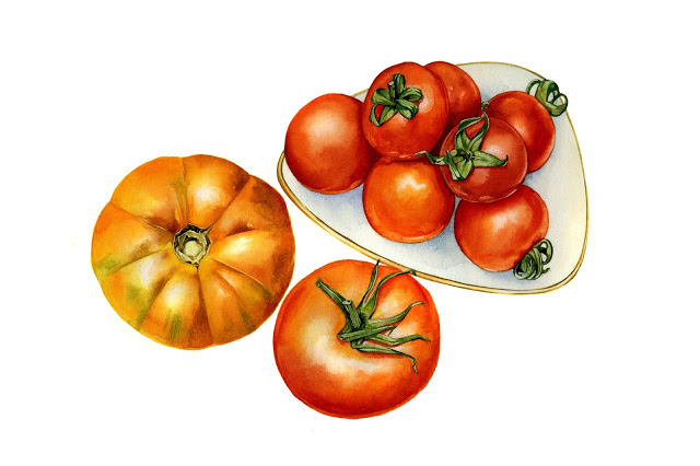 Tomaterna vill inte mogna