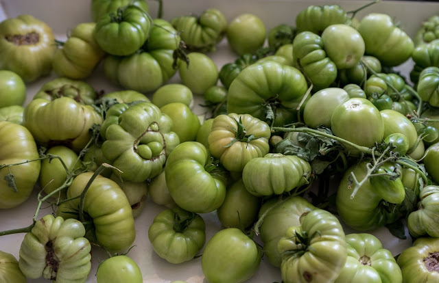 Tomater – ta in eller låta dem vara kvar?