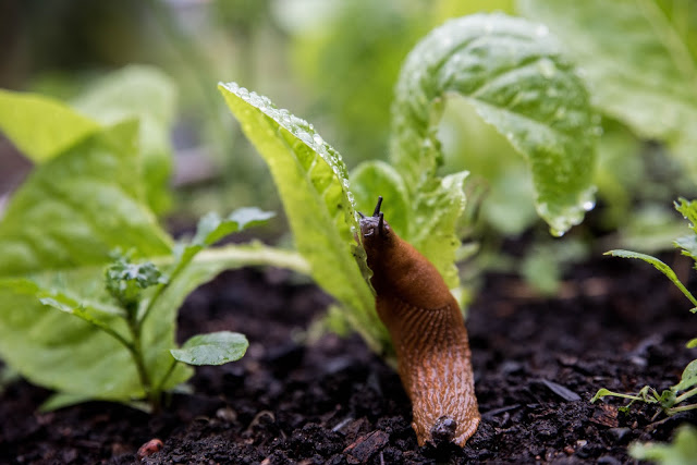 Mördarsniglarna anfaller