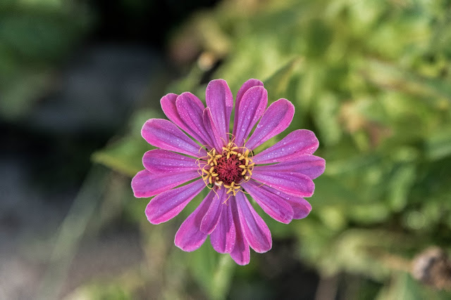 Blommorna ska dö nu