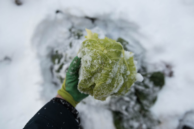 Poddavsnitt om odling på vintern