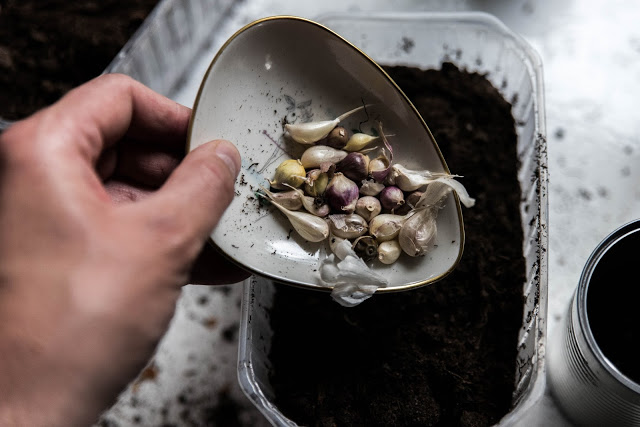 Odla vitlök från halsök