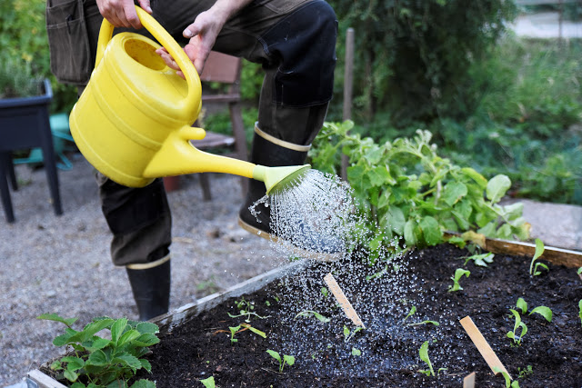 Så grönsaker utomhus i augusti
