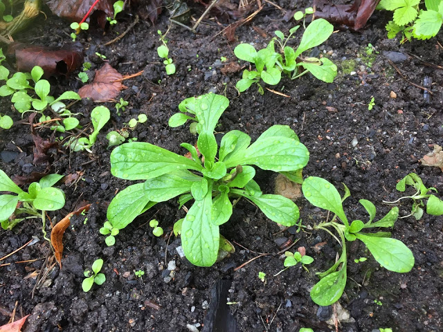 En gång vintersallat alltid vintersallat