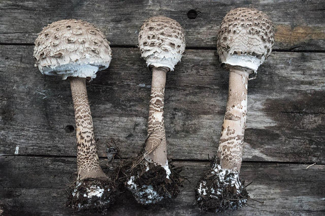 Farbror Grön plockar svamp – stolt fjällskivling