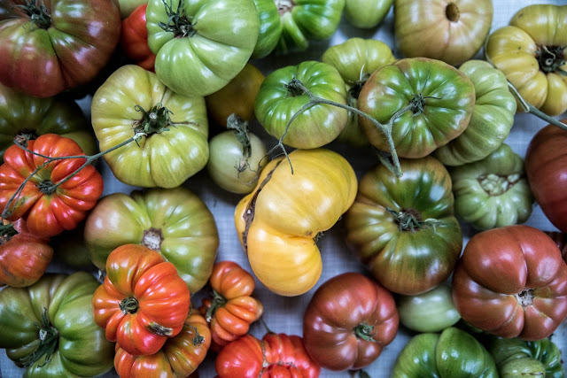 Tomaterna 2017 vilka var bäst och till vad?