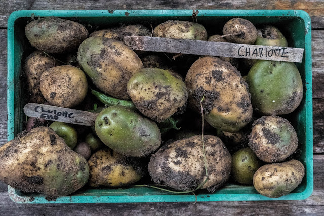 Släng inte din gröna potatis!