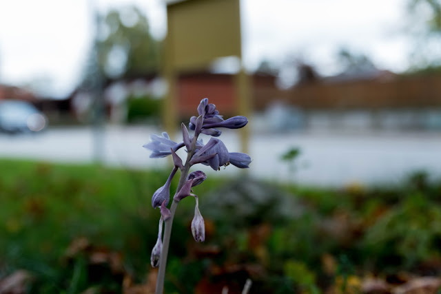 Den sista blomningen