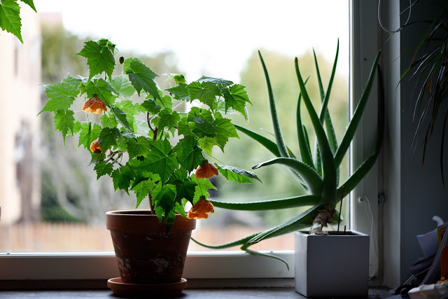 Klockmalva – så beskär du dem och gör nya plantor.