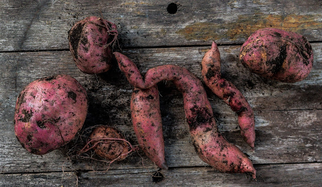 Vi odlar sötpotatis