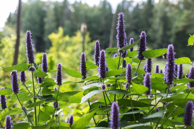 Den vackra anisisopen lockar till sig pollinerare
