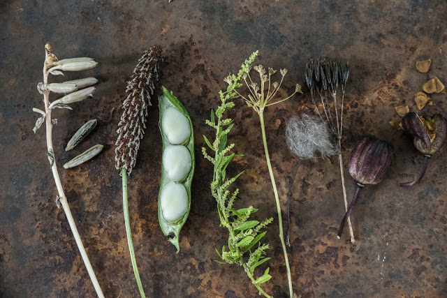 Egna frön är framtidens mat