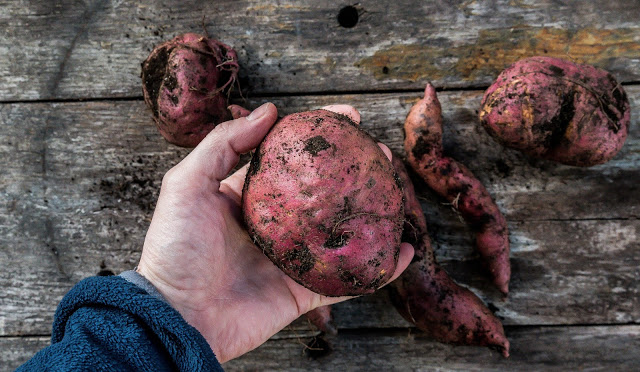 Så här njuter vi av sötpotatis