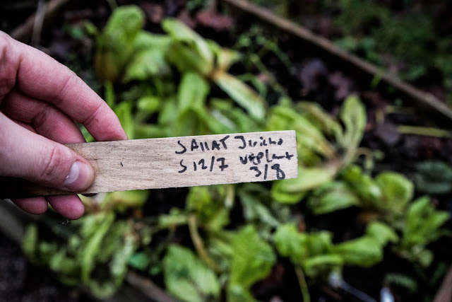 Sallaten Jericho i december