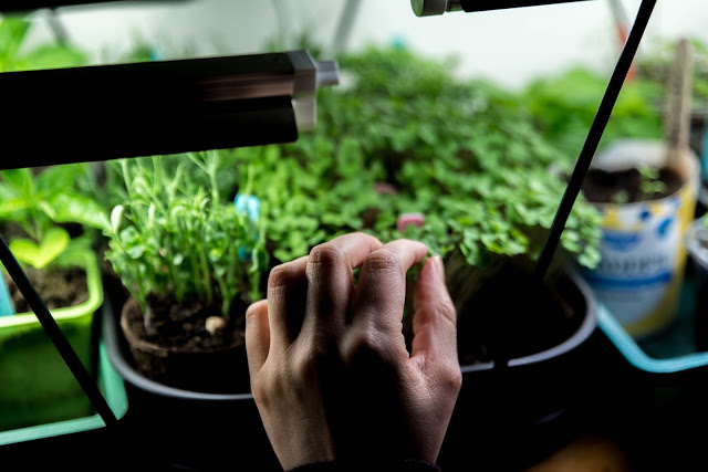 Samåksplantera – att ta tillvara på plats och ljus