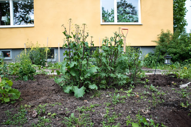 Flytta kålplantor