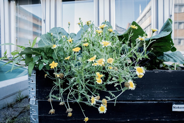 Shungiku – en ätbar chrysantemum