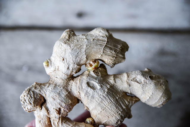 Odla ingefära hemma – så lyckas du steg för steg i kruka