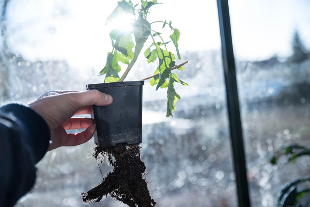 Rotfrukter som växer nedåt och uppåt