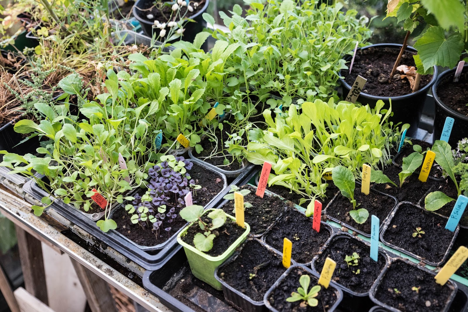 Ska man gödsla sina sådder?