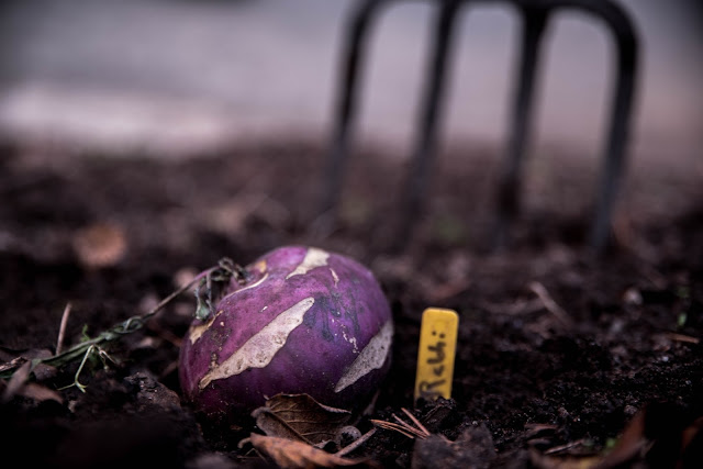 Vi odlar lila grönsaker och blommor