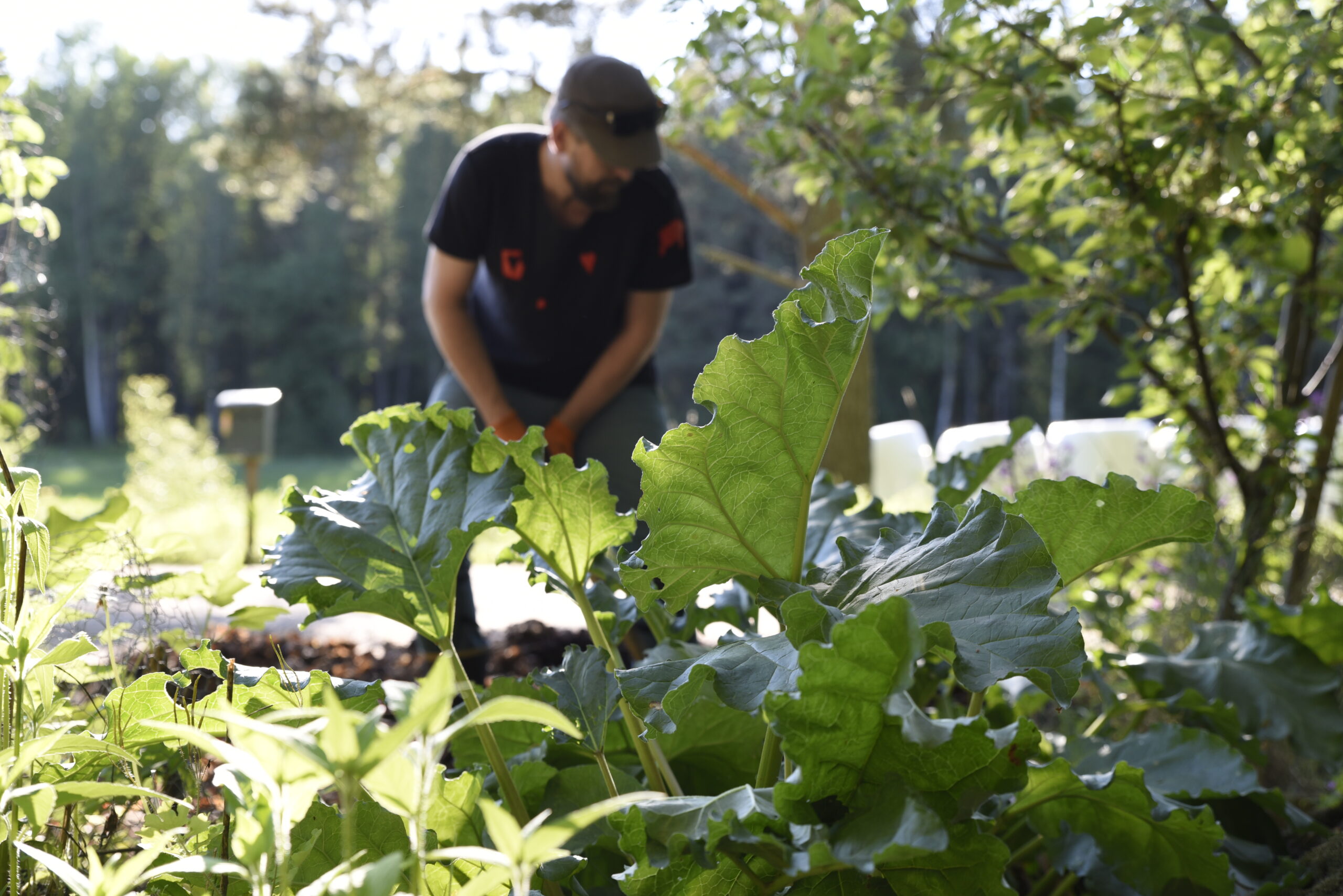 Rabarber – Rotsticklingar så här gör du