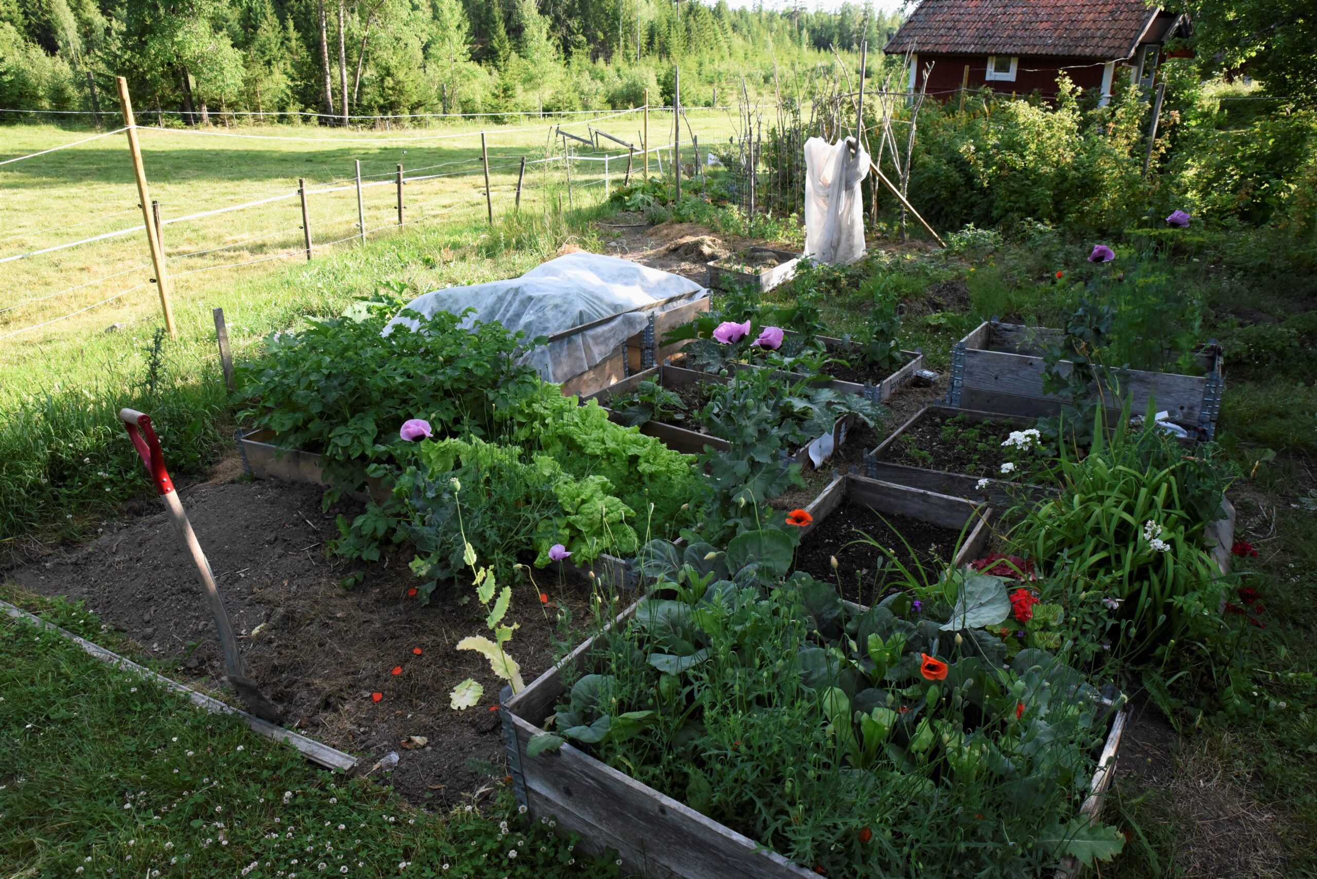 Friland eller pallkragar?