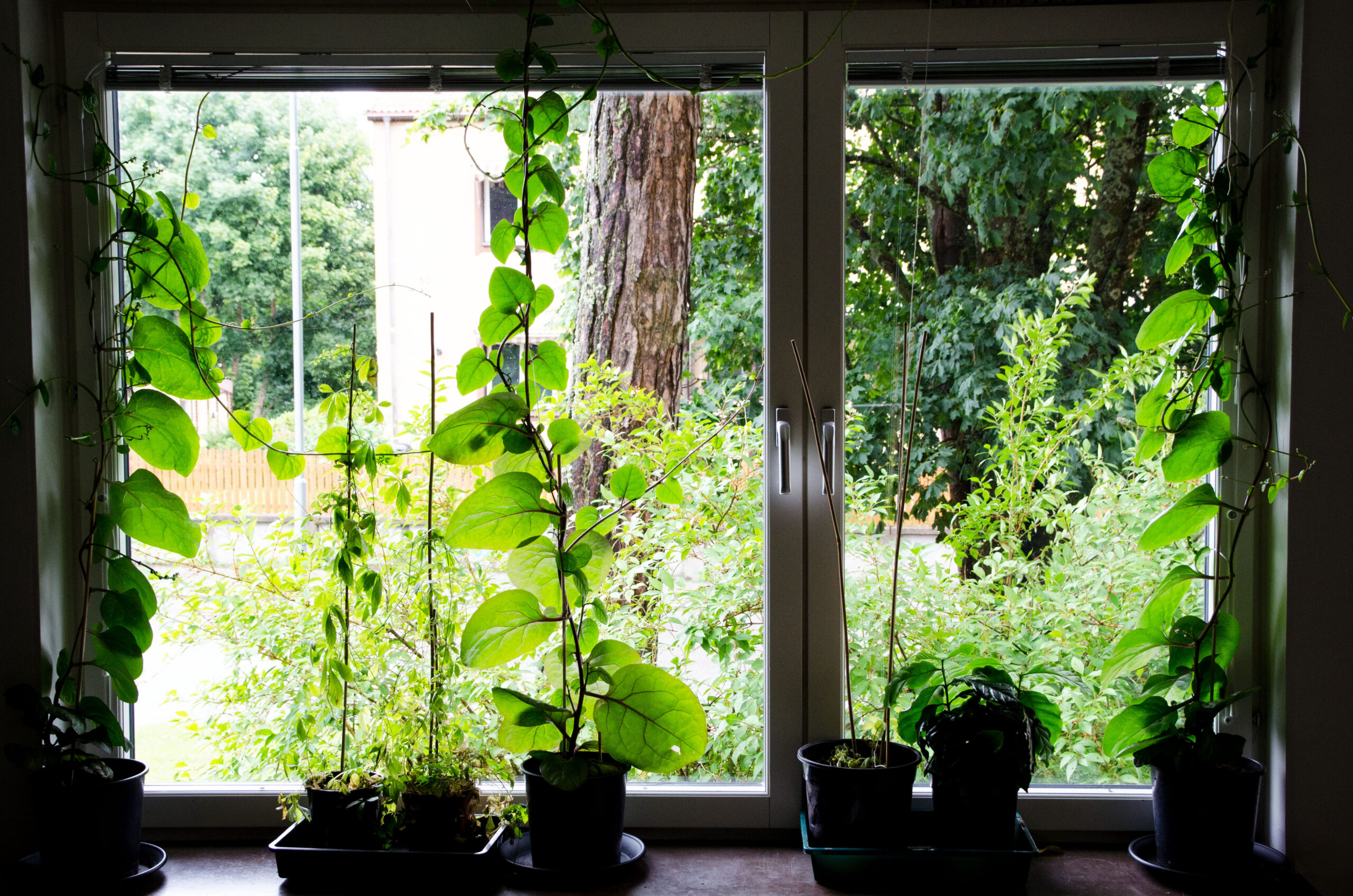 Malabarspenat – från frö till skörd