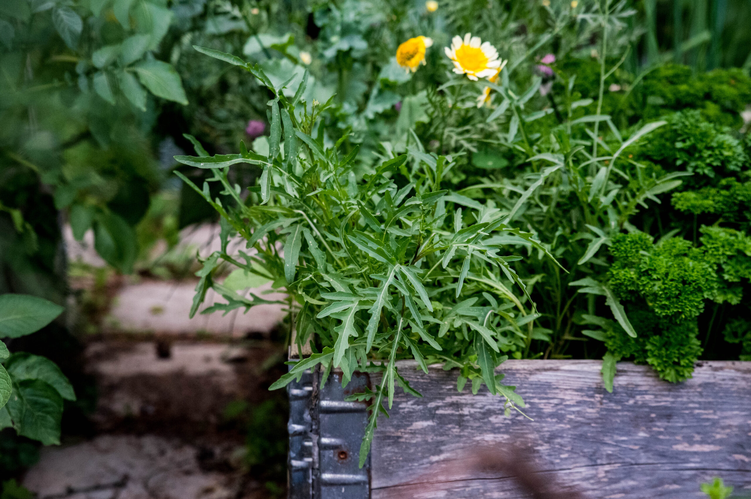 Så får jag stark och besk rucola att bli mild