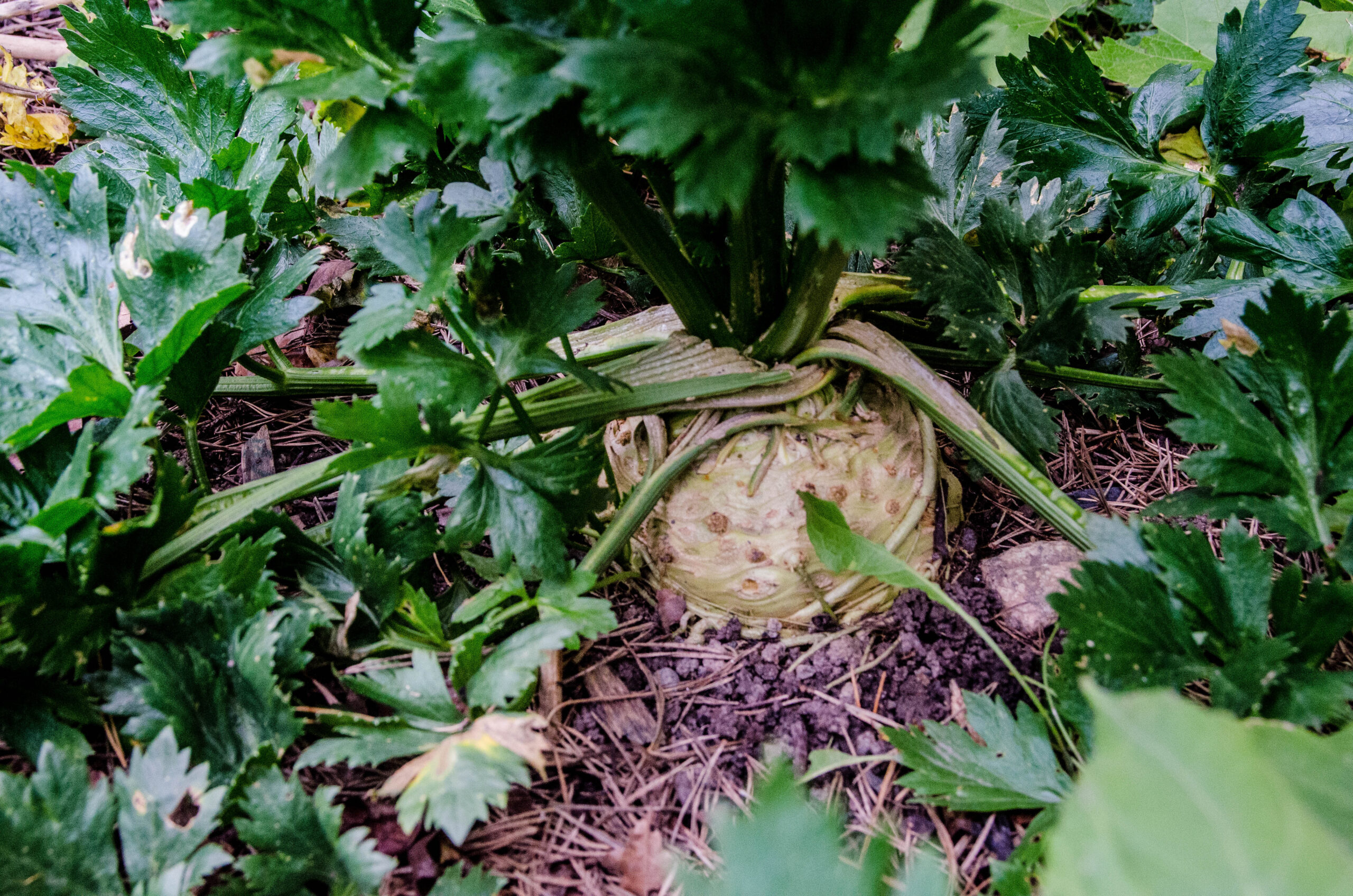 Glöm inte att gödselvattna rotsellerin