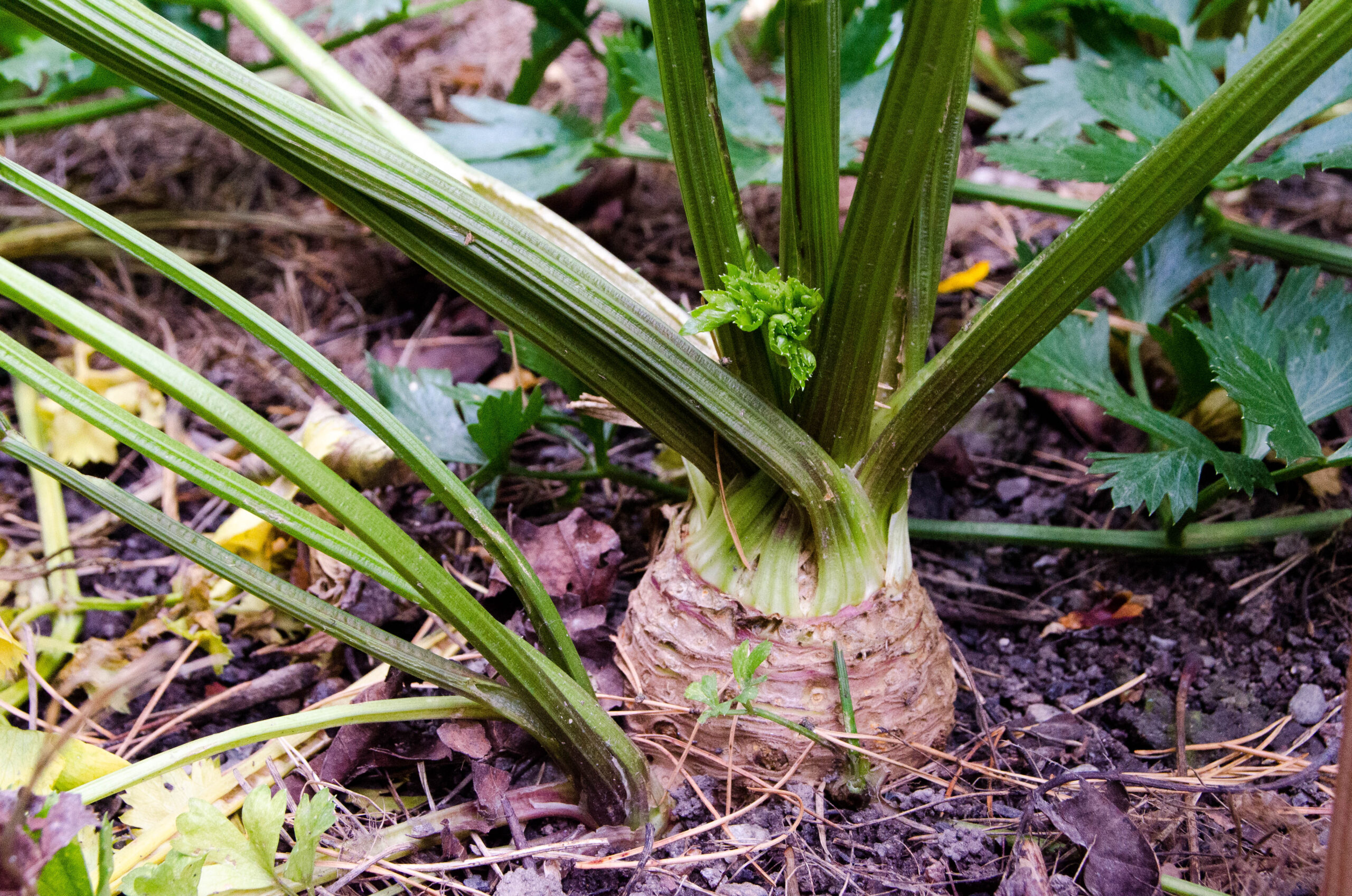 Odla steg för steg – rotselleri