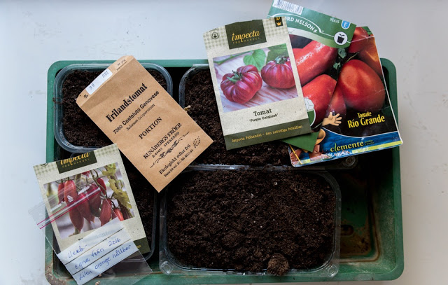 Tomatsådd och omplantering