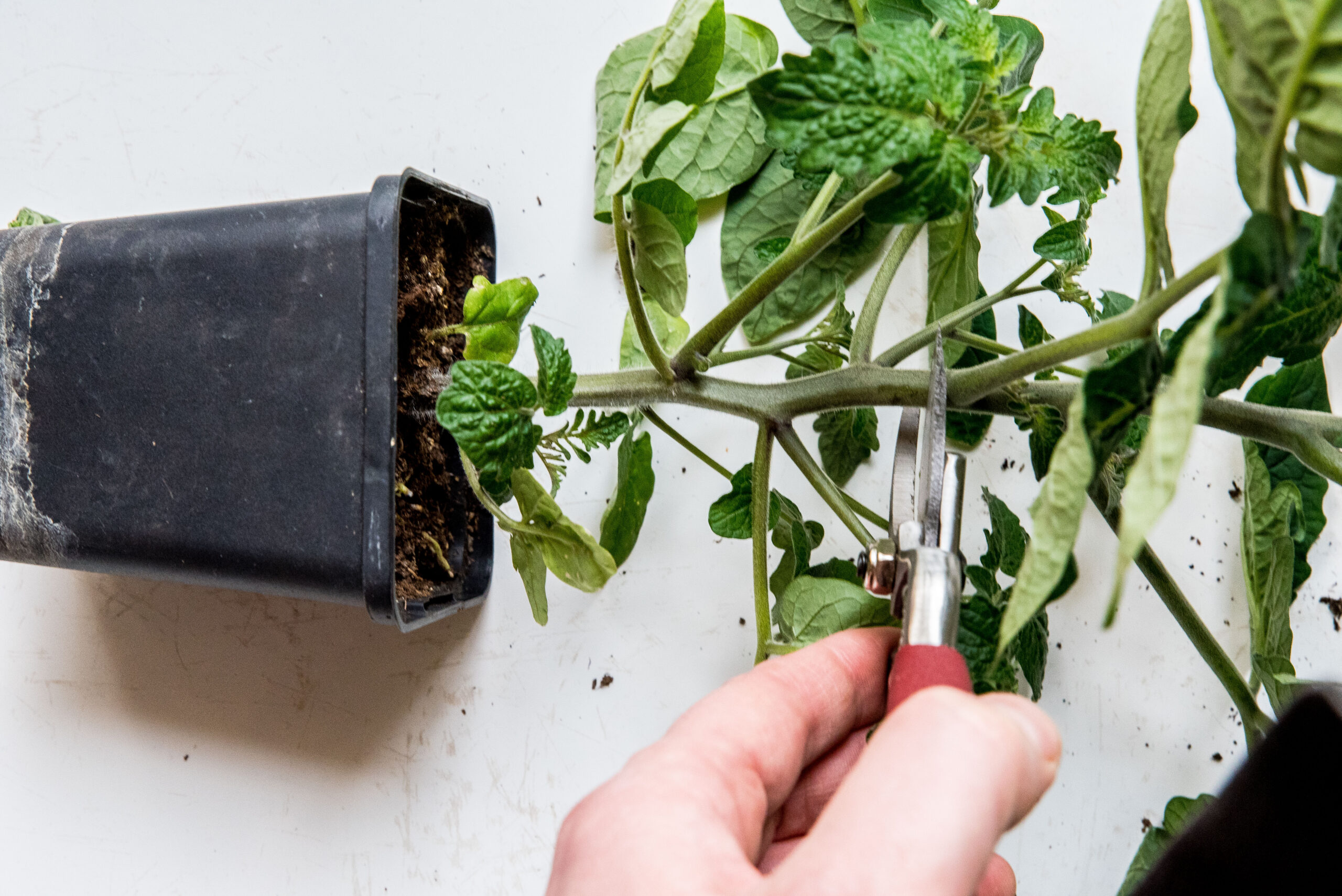 Gängliga tomatplantor – Halshugg dem