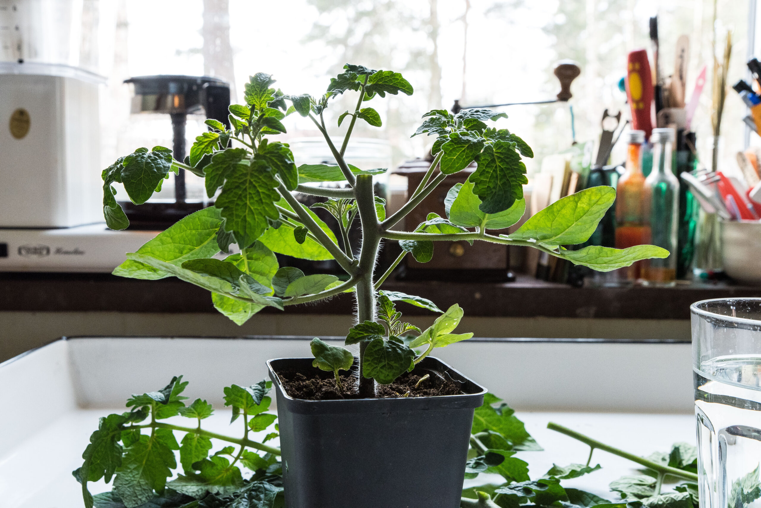 Därför halshugger jag mina tomatplantor