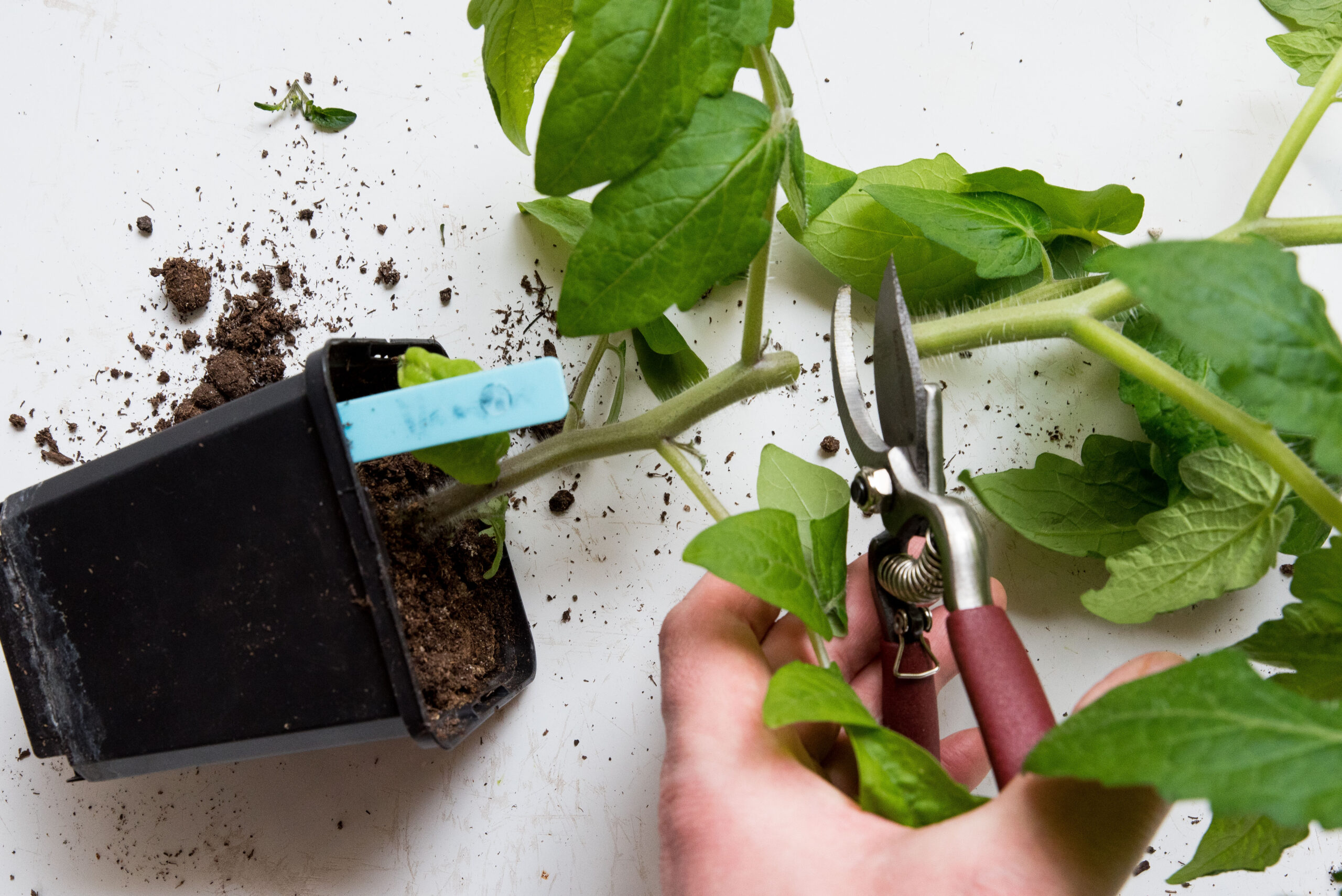Klippa, toppa och “halshugga” tomater – så får vi buskigare plantor