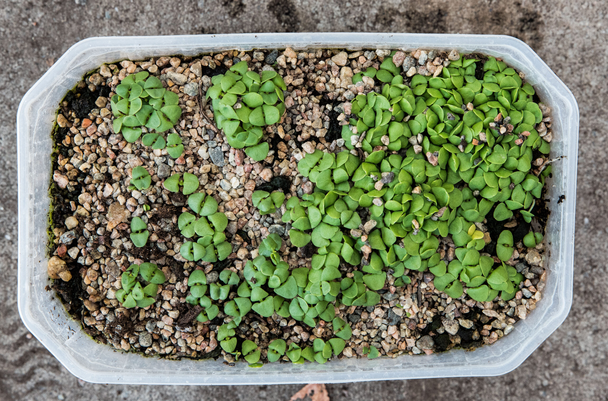 Jag sår basilika kallt i tuvor – och det fungerar bättre än inne