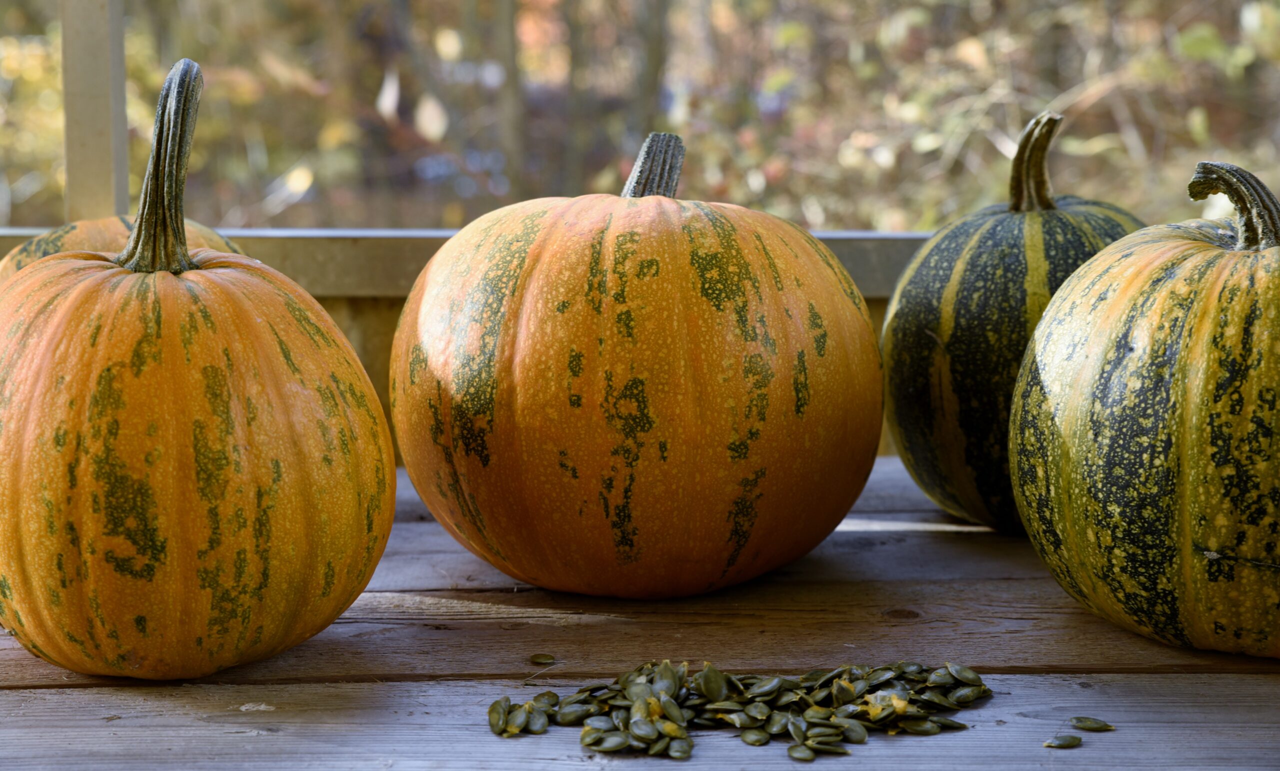 Odla pumpa – från sådd till skörd