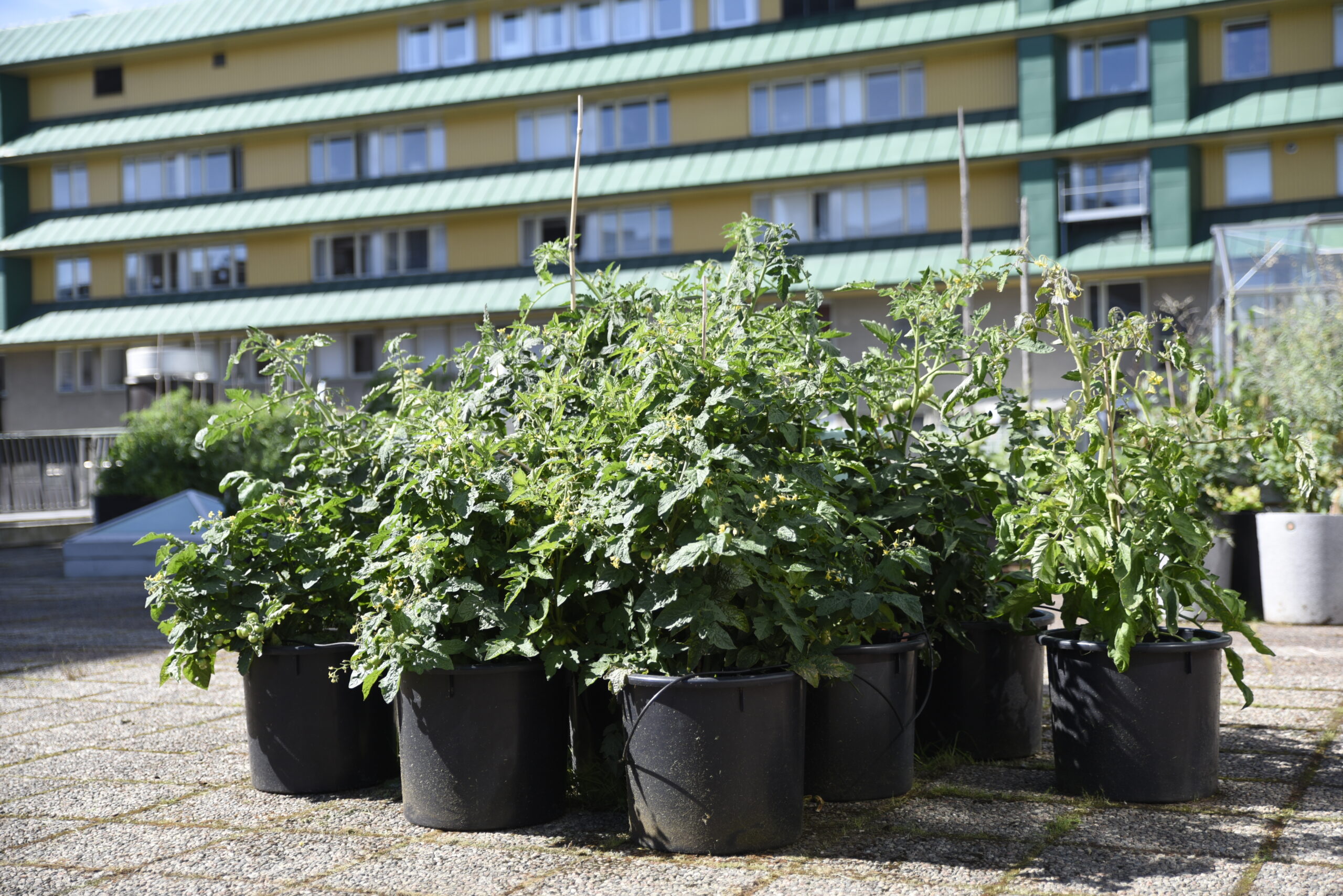 Odla ätbart i kruka – tips för krukodling