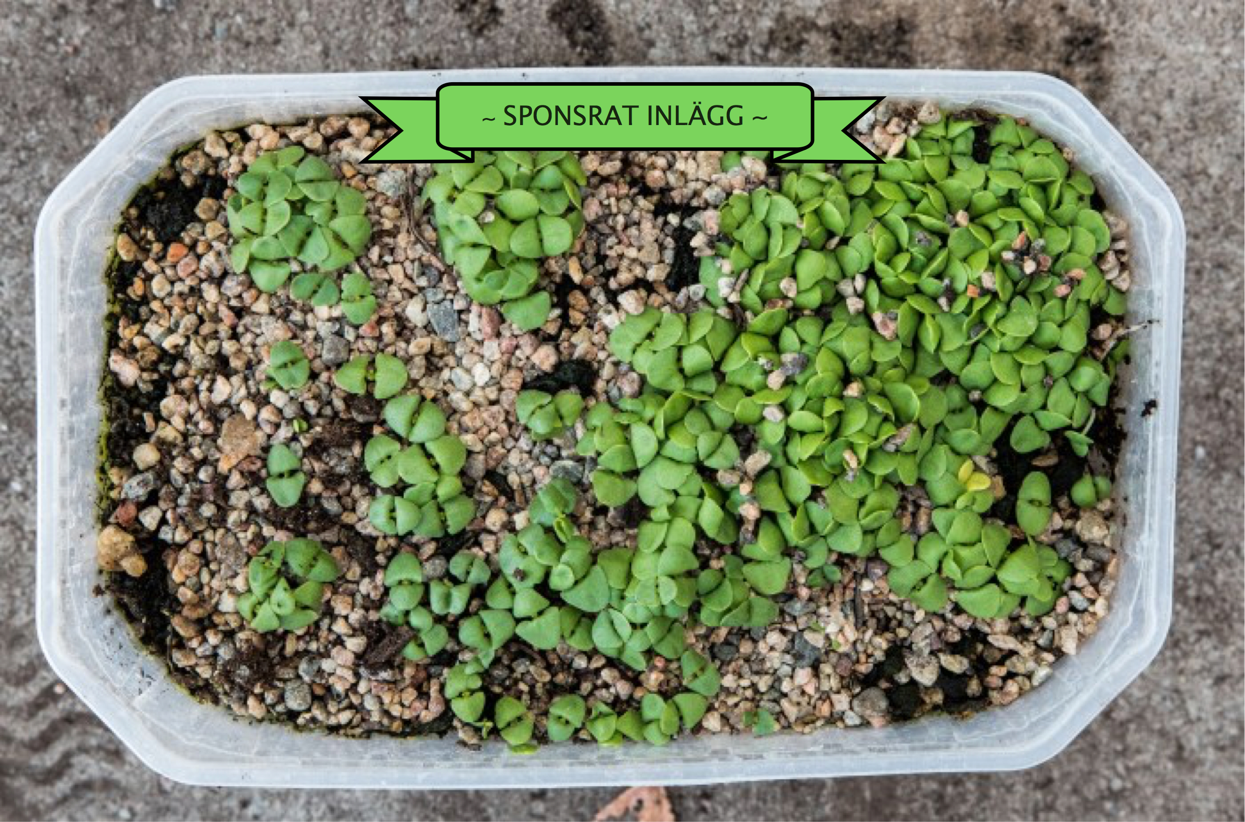 Odlingssand gör underverk för basiliksådden