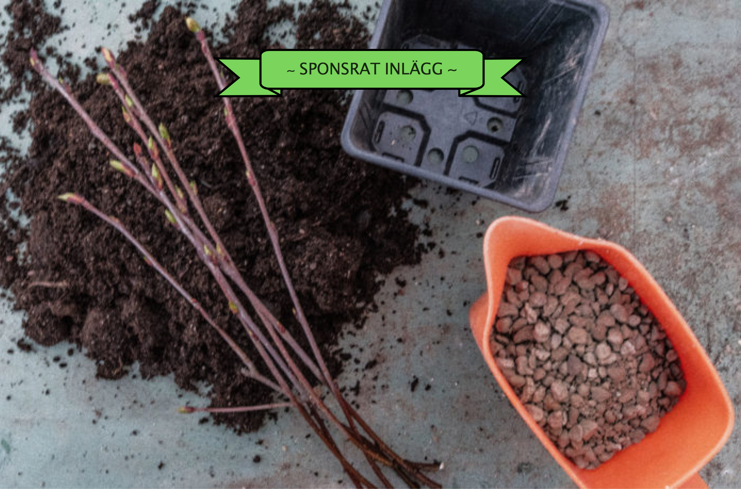 Sticklingsföröka aronia med pimpsten