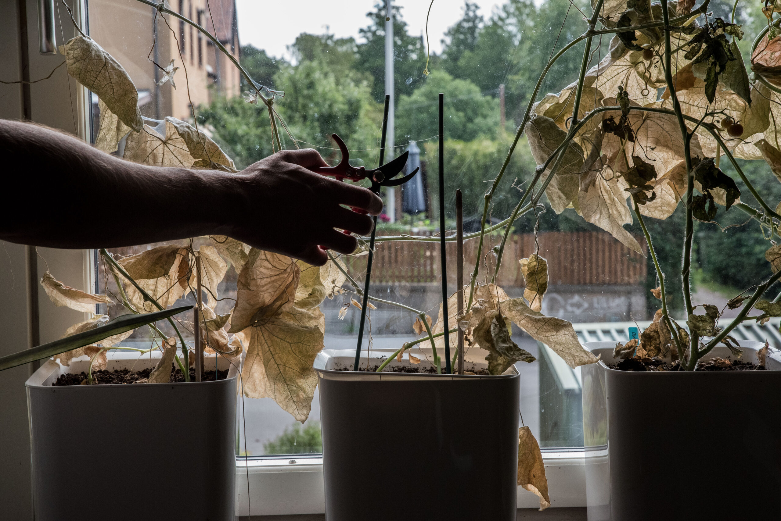 Gurkdöden – spinnkvalster